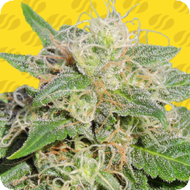 Super Auto Lemon Haze