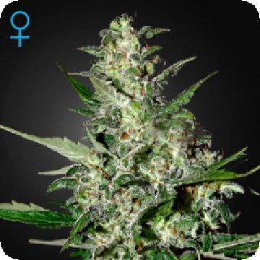 Super Critical - Auto Feminised Seeds Super Critical - Auto Feminised Seeds