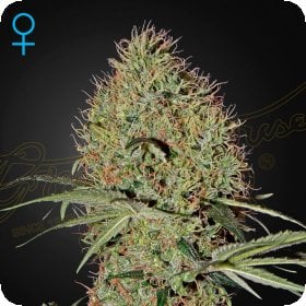 Super  Bud  Auto  Flowering  Cannabis  Seeds 0