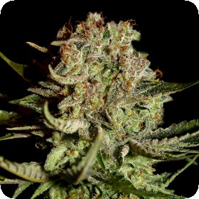 Super  Bud  Feminised  Cannabis  Seeds