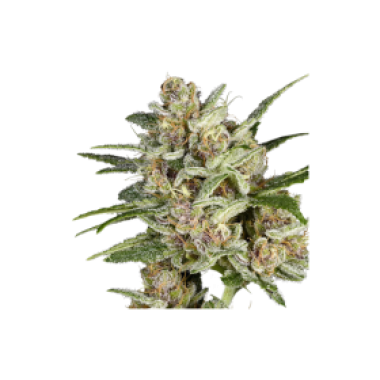 Super Mad Sky Floater Feminised Cannabis Seeds