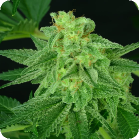 Super  Mutant  Mass  Feminised  Cannabis  Seeds