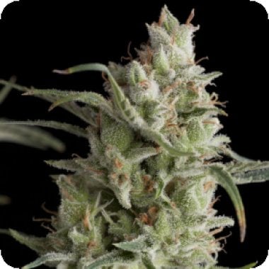 Super  O G  Kush  Feminised  Cannabis  Seeds