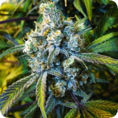 Super  Silver  Haze  Feminised  Cannabis  Seeds 2