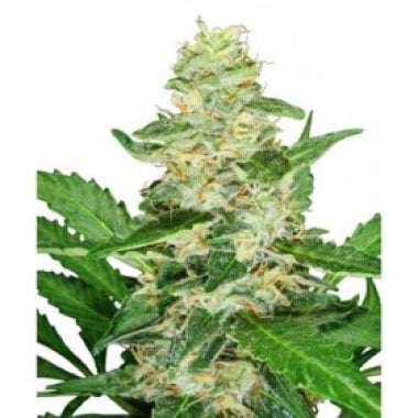 Super  Skunk  A U T O  Feminised  Cannabis  Seeds