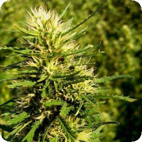 Super  Skunk  Auto  Flowering  Cannabis  Seeds 0