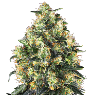 Super  Skunk  Auto  Flowering  Cannabis  Seeds 0