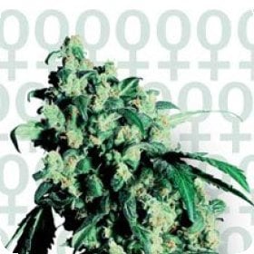 Super  Skunk  Feminised  Cannabis  Seeds