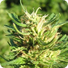 Super  Skunk  Feminised  Cannabis  Seeds 1