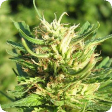 Super  Skunk  Feminised  Cannabis  Seeds 1
