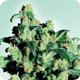 Super  Skunk  Regular  Cannabis  Seeds