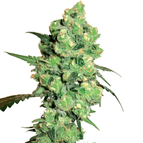 Super  Skunk  Regular  Cannabis  Seeds 0