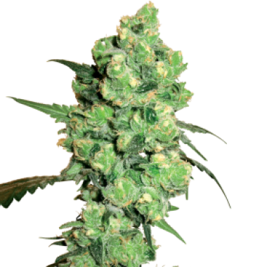 Super  Skunk  Regular  Cannabis  Seeds 0