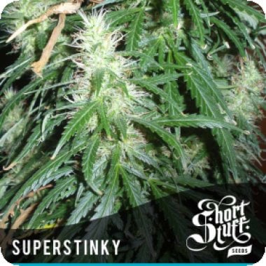 Super  Stinky  Super  Auto  Flowering  Cannabis  Seeds 0