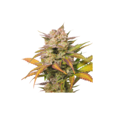 Sweet Bourbon Kush Auto Flowering Cannabis Seeds