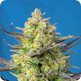 Sweet  Cheese  X L  Auto  Feminised  Cannabis  Seeds