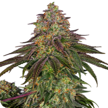 Sweet  Cherry  Kush  Feminised  Cannabis  Seeds