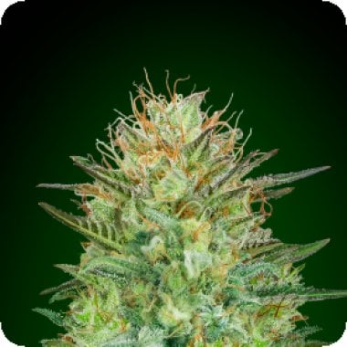 Sweet  Critical  Auto  Feminised  Cannabis  Seeds