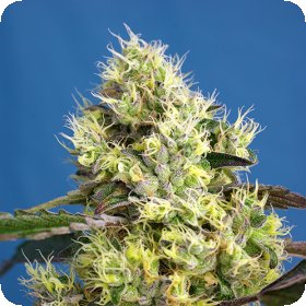 Sweet  Gelato  Auto  Feminised  Cannabis  Seeds