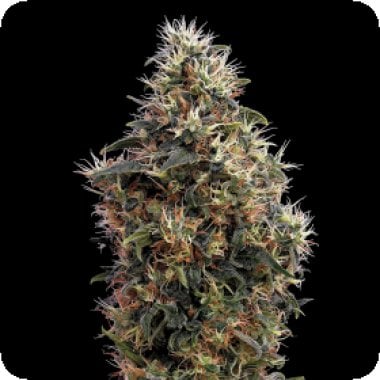 Sweet  Mango  Auto  Flowering  Cannabis  Seeds 0