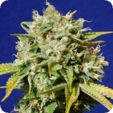 Sweet Peach C B D Auto Flowering Cannabis Seeds 0