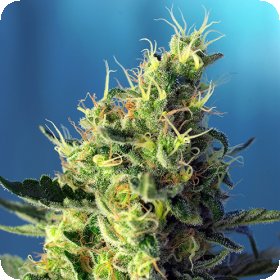 Sweet  Pure  C B D  Feminised  Cannabis  Seeds 0