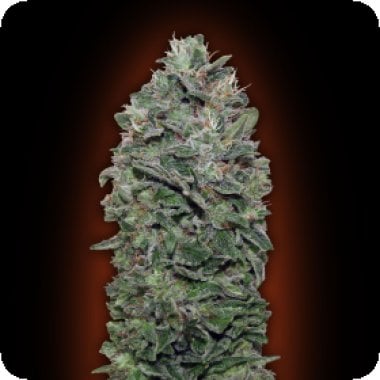 Sweet  Soma  Feminised  Cannabis  Seeds