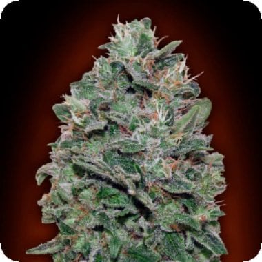 Sweet  Somango  Fast  Feminised  Cannabis  Seeds