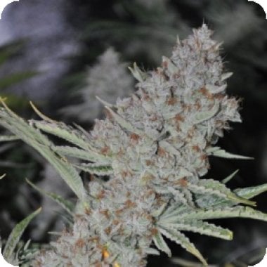 Sweet Tooth Express A U T O Feminised Cannabis Seeds