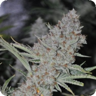 Sweet  Tooth  Express  A U T O  Feminised  Cannabis  Seeds