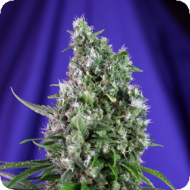 Sweet  Trainwreck  Auto  Feminised  Cannabis  Seeds