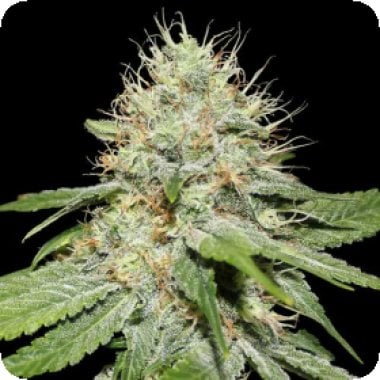 Sweet N Sour Indoor Feminised Cannabis Seeds 0