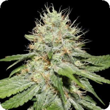 Sweet  N  Sour  Indoor  Feminised  Cannabis  Seeds 0