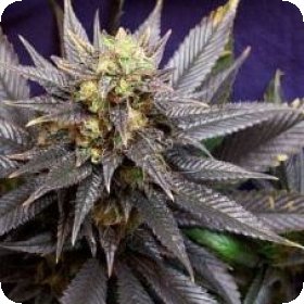 Swissx T  Regular  Cannabis  Seeds 0