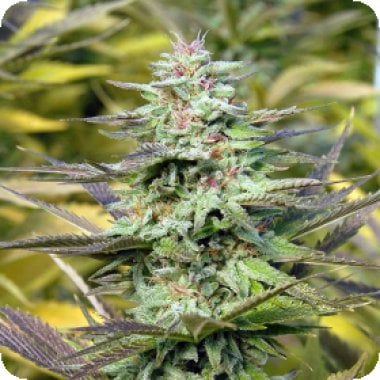 T H C  Pro  Feminised  Cannabis  Seeds 0