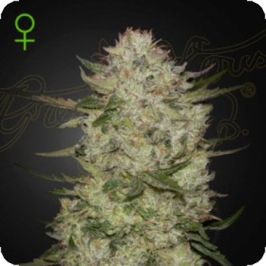 T U Bq V6r X On9mc2 T01694074649 1