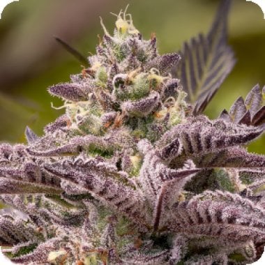 Tahiti  Vibez  Auto  Flowering  Cannabis  Seeds 0