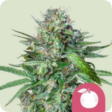 Tangie