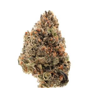 Tangie  Punch  Feminised  Cannabis  Seeds 0