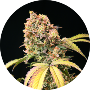 Tao  Mix 1  Auto  Flowering  Cannabis  Seeds