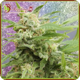 Tease  Auto  Flowering  Cannabis  Seeds 1