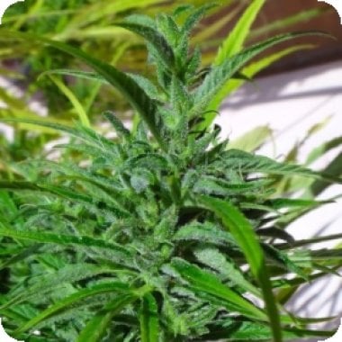 Thai  Regular  Cannabis  Seeds 0