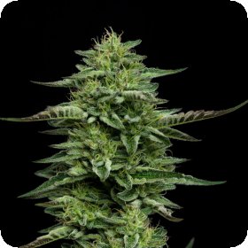 The  Bling  Feminised  Cannabis  Seeds