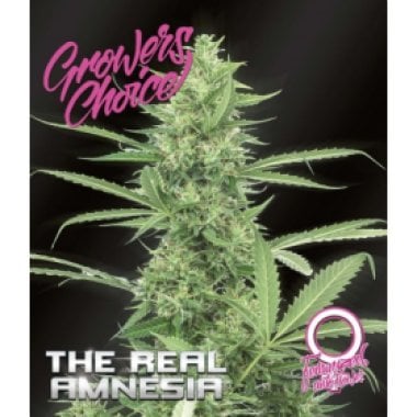 The  Real  Amnesia  Auto  Flowering  Cannabis  Seeds 0