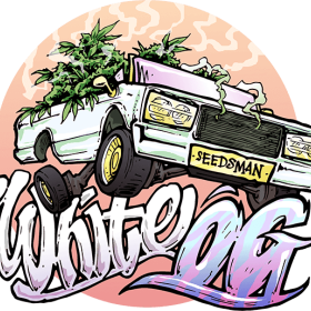 The  White  O G  Feminised  Cannabis  Seeds