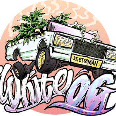 The  White  O G  Feminised  Cannabis  Seeds