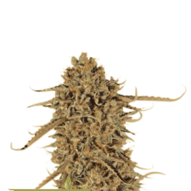 Thunder  Banana  Feminised  Cannabis  Seeds 0