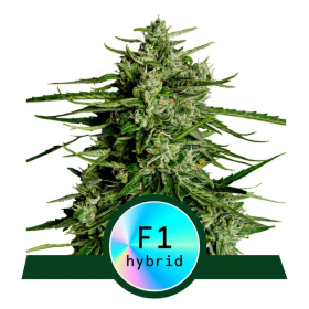 Titan  F1  Auto  Flowering  Cannabis  Seeds 0
