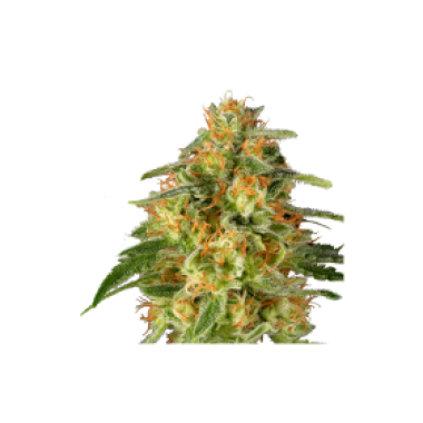 Tn T  Trichome  Feminised  Cannabis  Seeds 0