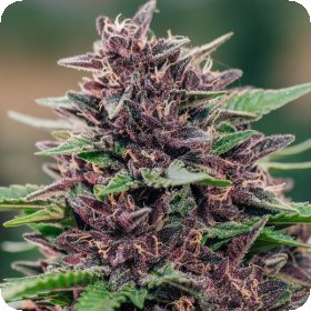 Toffee  Pudding  Auto  Flowering  Cannabis  Seeds